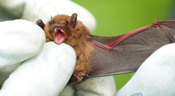 Bat